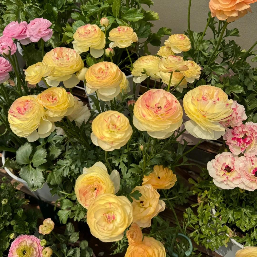 Cibule pryskyřníku – jemné, elegantní, nezapomenutelné 🌸