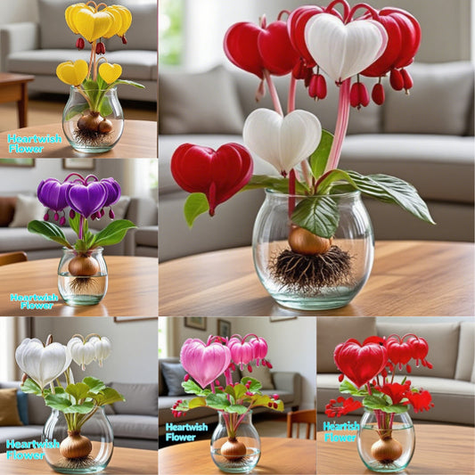 💕 Splňte si svá přání: Cibuloviny přání – Kvetoucí zázrak do každého domova🌷