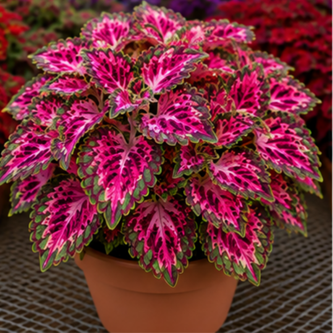🌿Cibuloviny Coleus🌷 – Naplňte svou zahradu barvami🌈