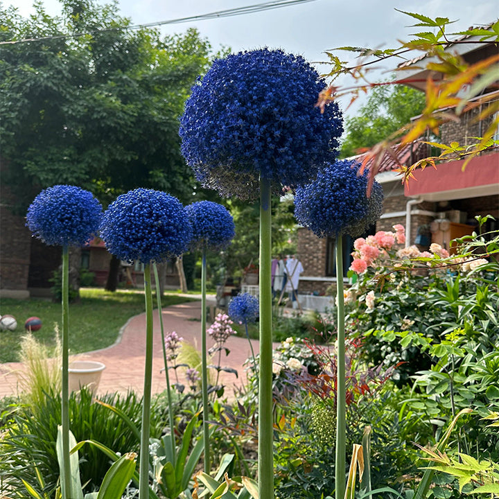 okrasný cibulový květ Allium Giganteum