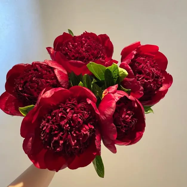 🔥POSLEDNÍ DEN SLEVA 45%🌺KRÁLOVNA KVĚTIN - DVOJITÁ PĚNA