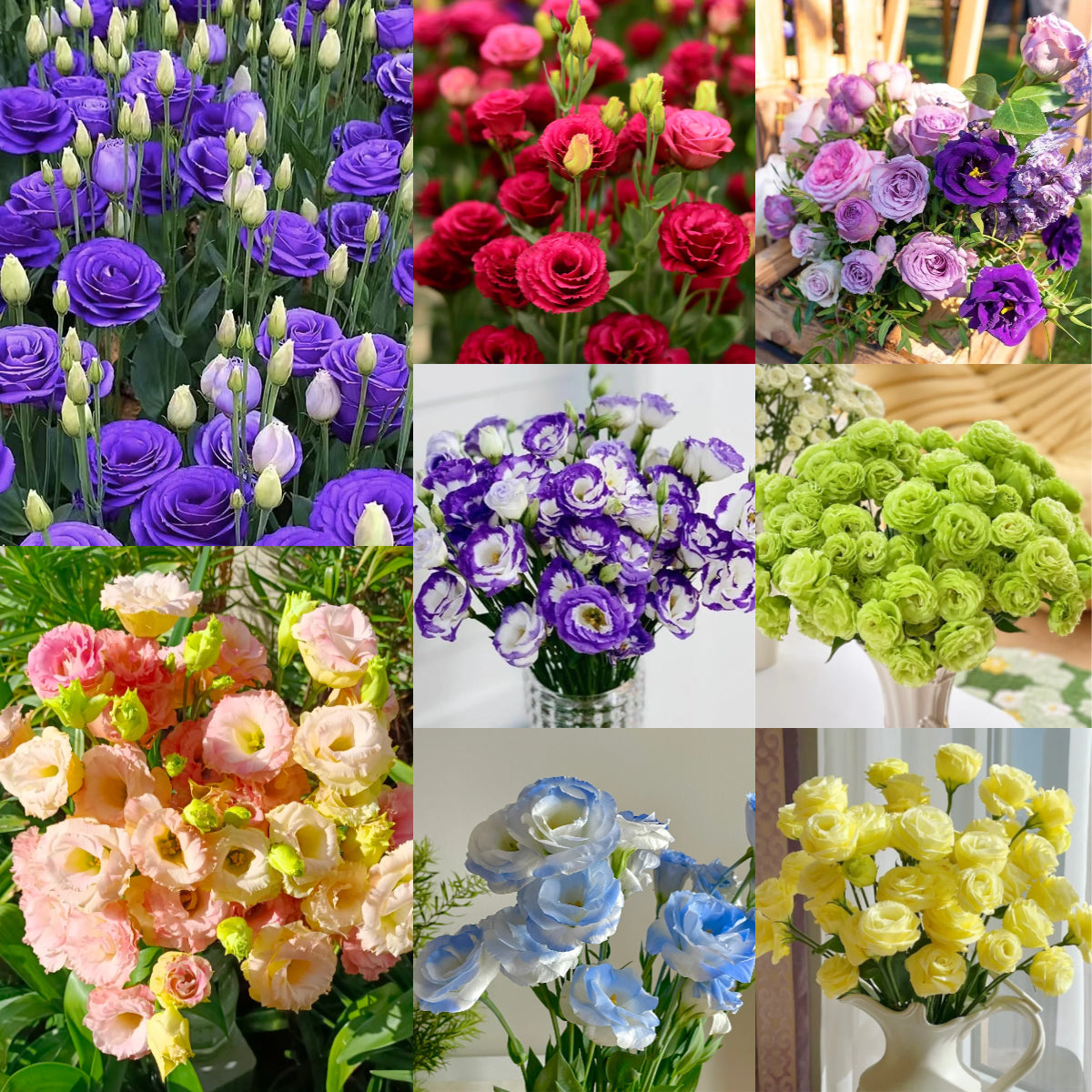 💐Lisianthus – Nadčasová krása, věčná láska💫