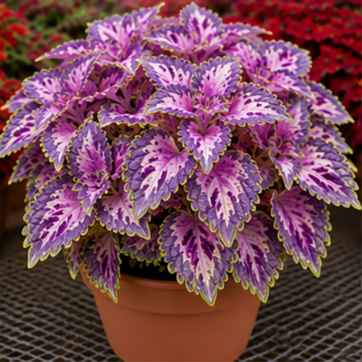 🌿Cibuloviny Coleus🌷 – Naplňte svou zahradu barvami🌈