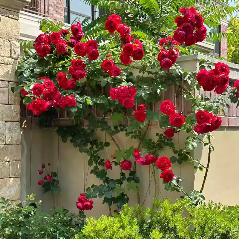 Semínka popínavých růží🌹