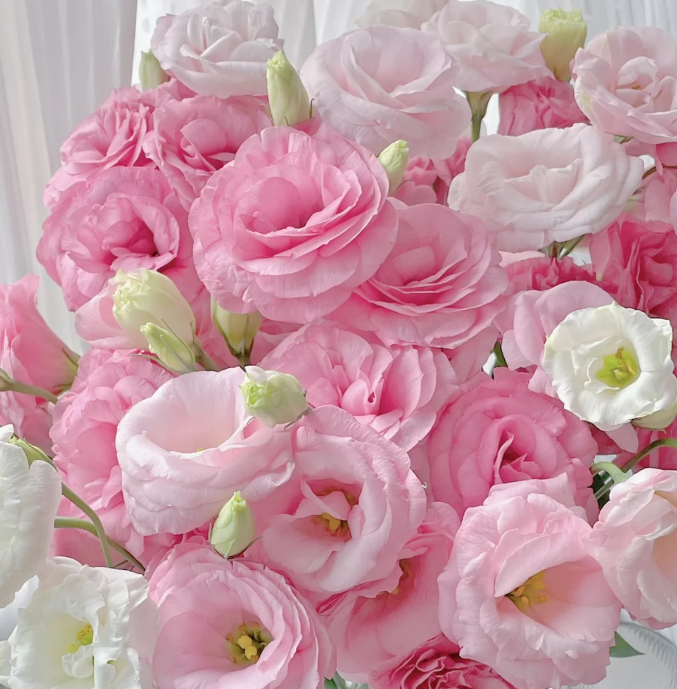 💐Lisianthus – Nadčasová krása, věčná láska💫