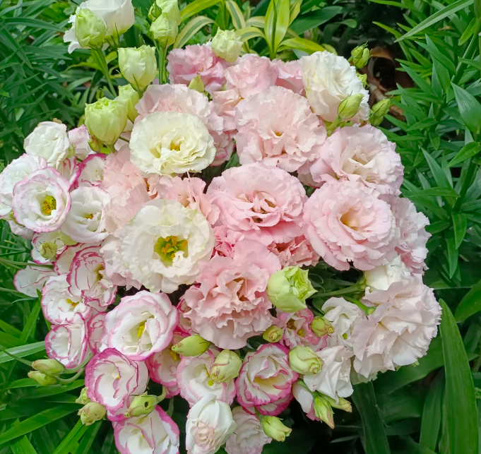 💐Lisianthus – Nadčasová krása, věčná láska💫