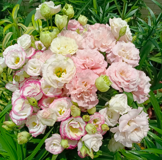 💐Lisianthus – Nadčasová krása, věčná láska💫