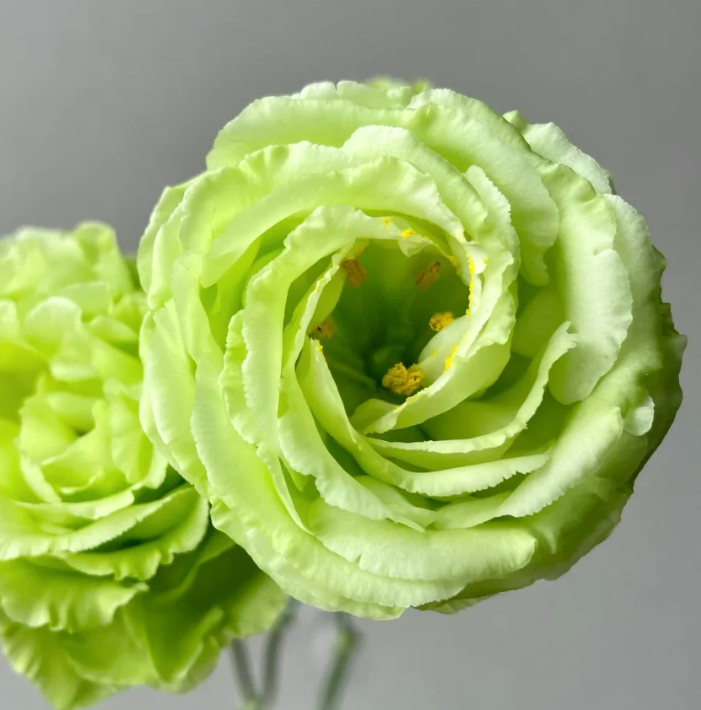 💐Lisianthus – Nadčasová krása, věčná láska💫