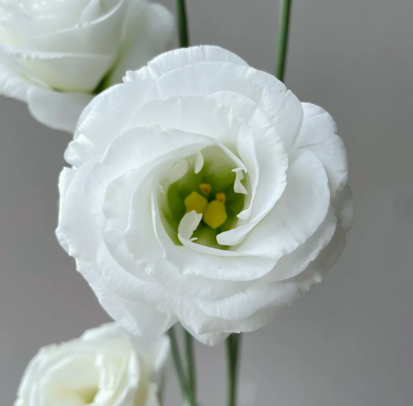 💐Lisianthus – Nadčasová krása, věčná láska💫