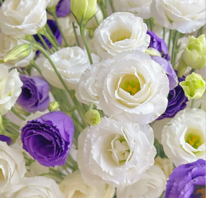 💐Lisianthus – Nadčasová krása, věčná láska💫