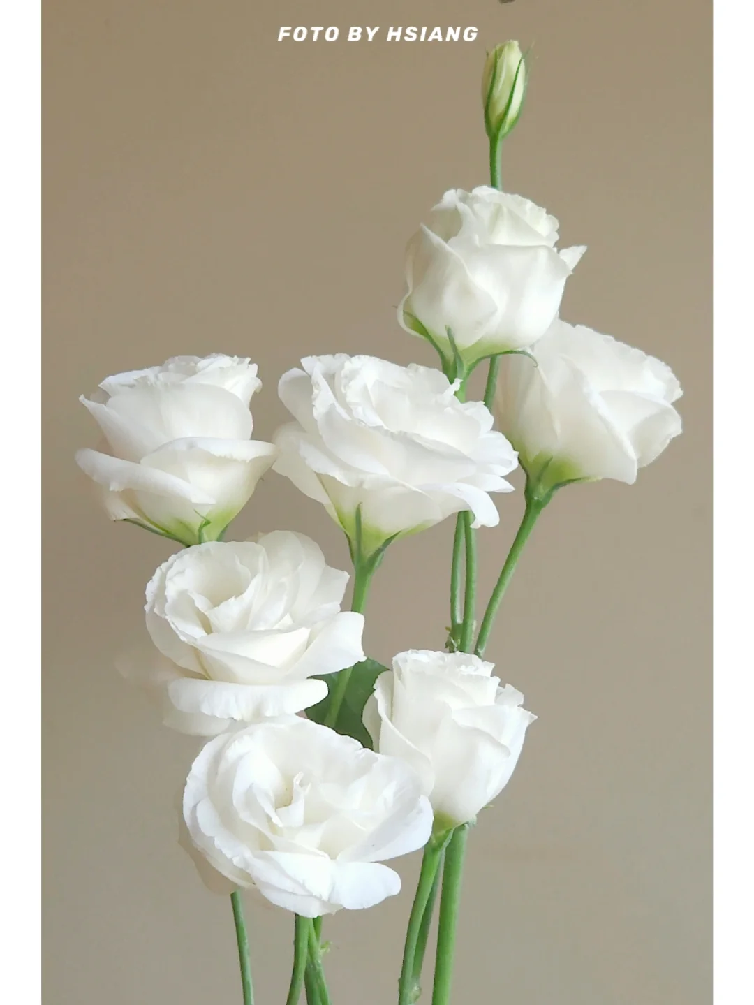 💐Lisianthus – Nadčasová krása, věčná láska💫