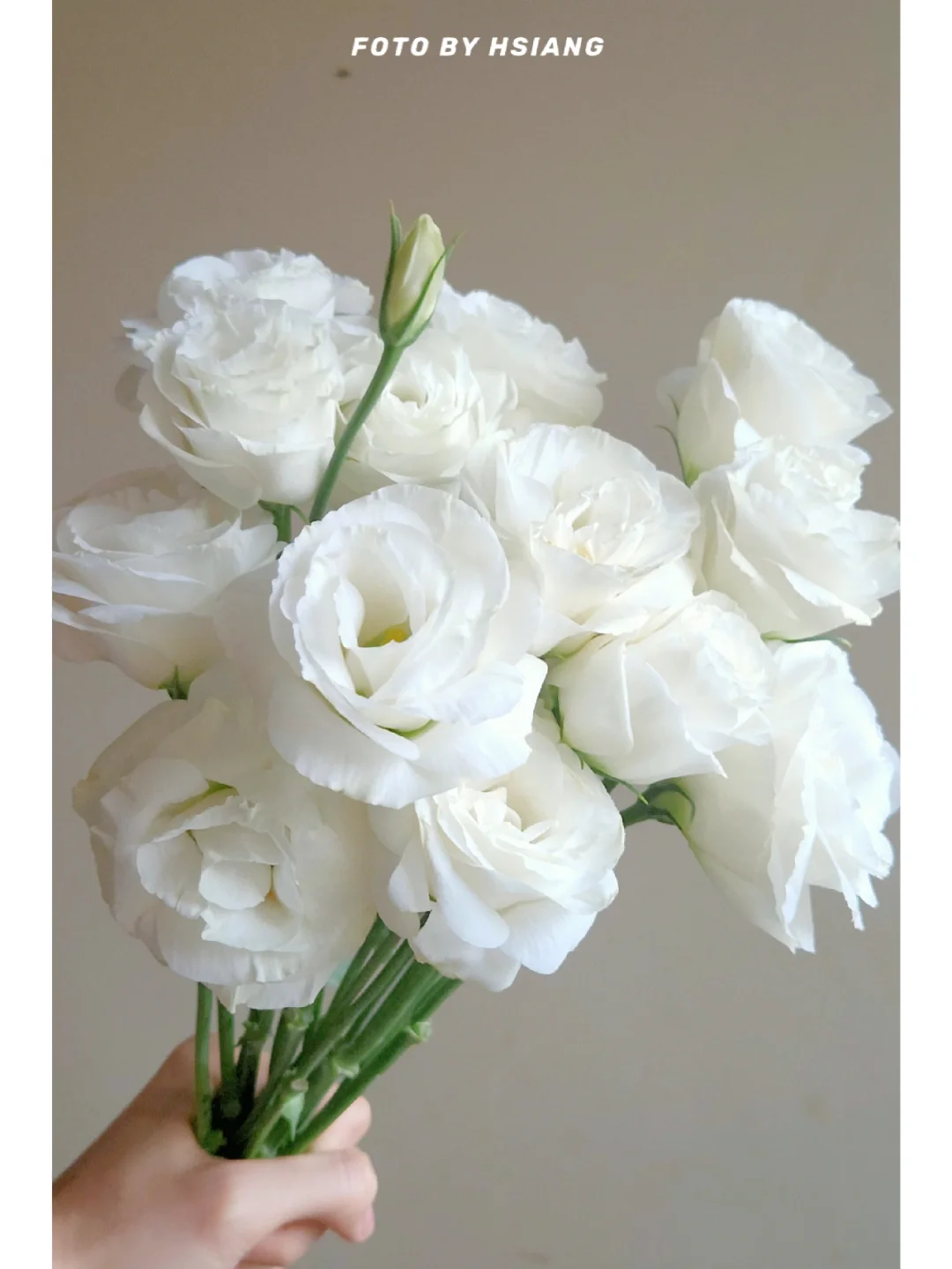 💐Lisianthus – Nadčasová krása, věčná láska💫