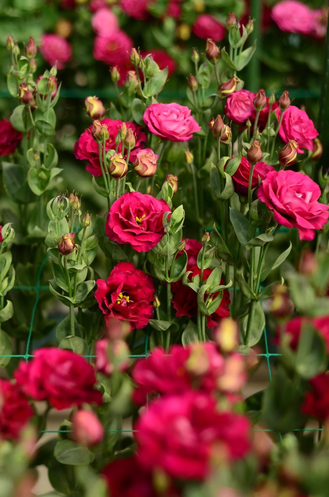 💐Lisianthus – Nadčasová krása, věčná láska💫