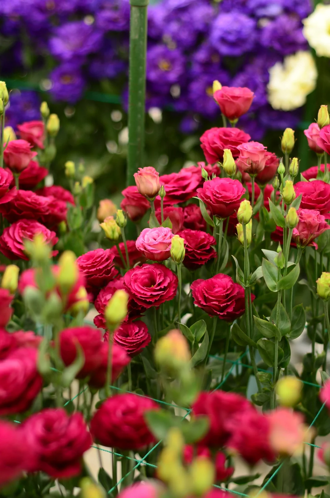 💐Lisianthus – Nadčasová krása, věčná láska💫