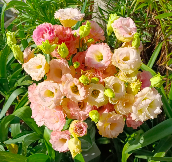 💐Lisianthus – Nadčasová krása, věčná láska💫