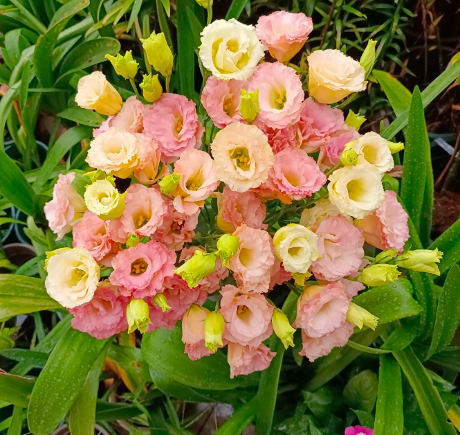 💐Lisianthus – Nadčasová krása, věčná láska💫