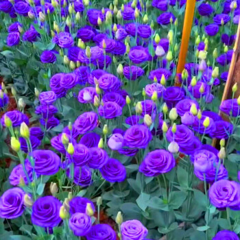 💐Lisianthus – Nadčasová krása, věčná láska💫