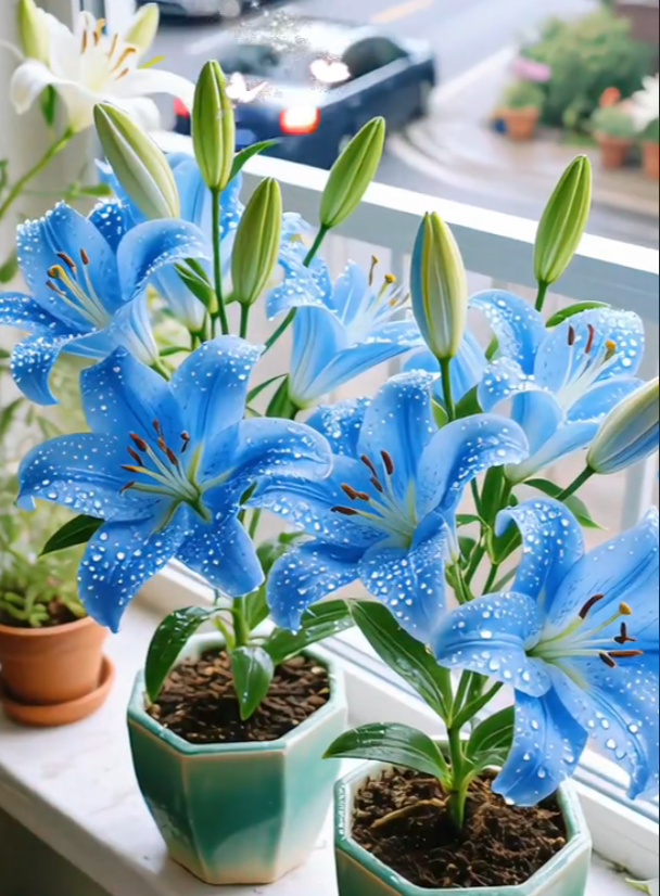 🌺Vzácné cibulky lilií – čerstvé a sladké