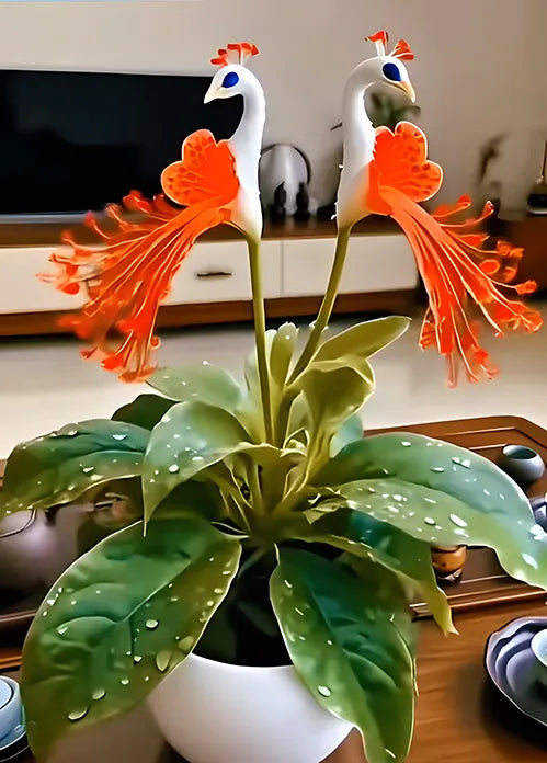 🌺 Semínka orchideje paví