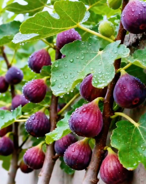 🍑Super obří fíkovníky – Broskvová sladkost v každém soustu! 🌟