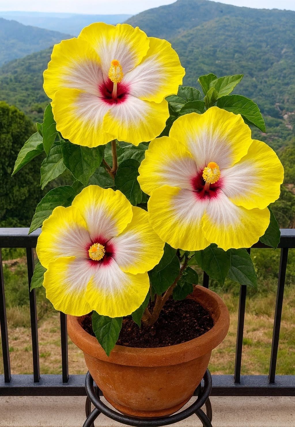 Vzácné cibule ibišku – květináče, balkon, zimní výsadba