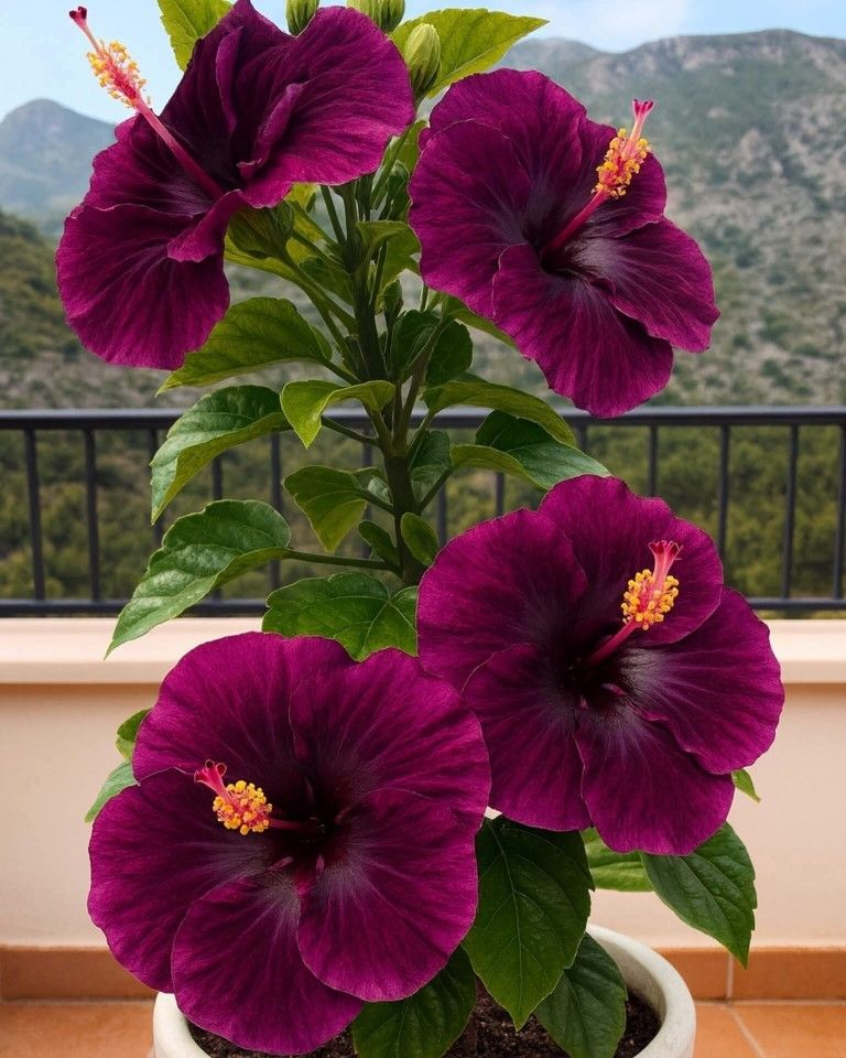 Vzácné cibule ibišku – květináče, balkon, zimní výsadba