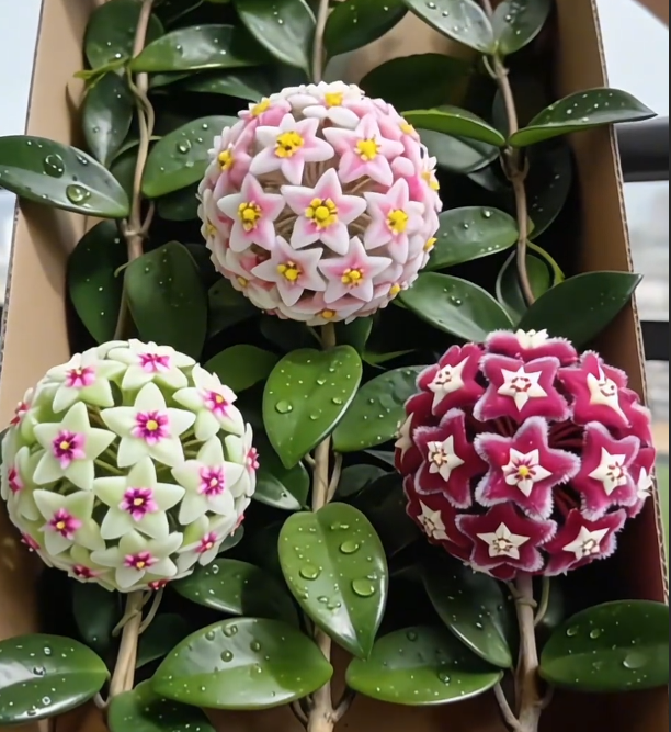 ✨Hoya Bulbs – Hvězdy padající z nebe✨