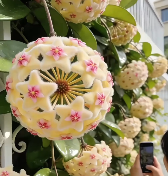 ✨Hoya Bulbs – Hvězdy padající z nebe✨