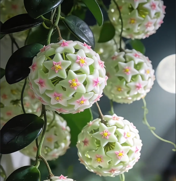 ✨Hoya Bulbs – Hvězdy padající z nebe✨