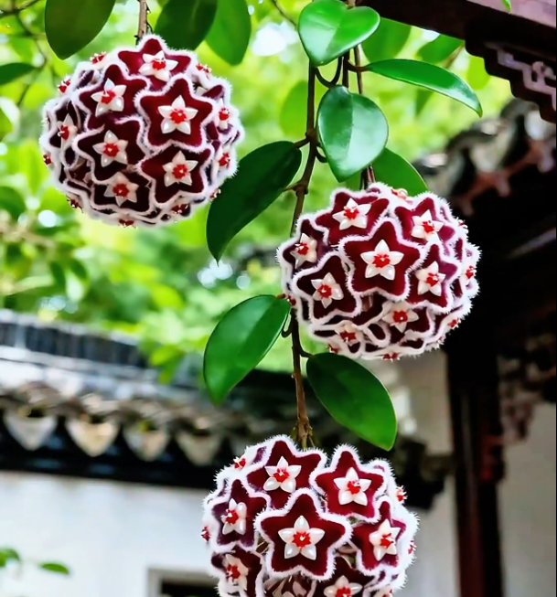 ✨Hoya Bulbs – Hvězdy padající z nebe✨