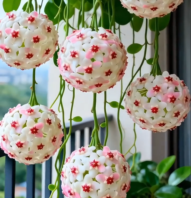 ✨Hoya Bulbs – Hvězdy padající z nebe✨