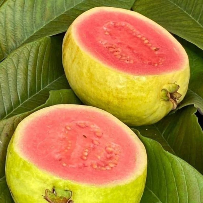 🔥Organická růžová guava | 🌿Připraveno pro rychlé klíčení (99% klíčivost)