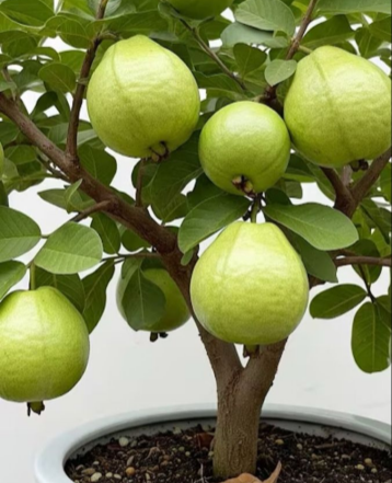 🔥Organická růžová guava | 🌿Připraveno pro rychlé klíčení (99% klíčivost)