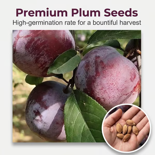 🍑 Roubovaná semínka švestek, geneticky nemodifikovaná, z odrůd heirloom