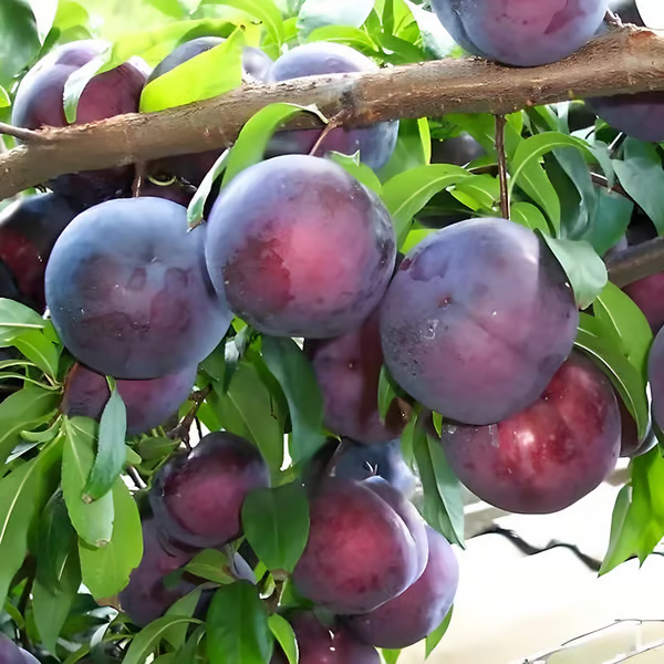 🍑 Roubovaná semínka švestek, geneticky nemodifikovaná, z odrůd heirloom