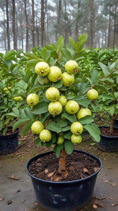 🔥Organická růžová guava | 🌿Připraveno pro rychlé klíčení (99% klíčivost)