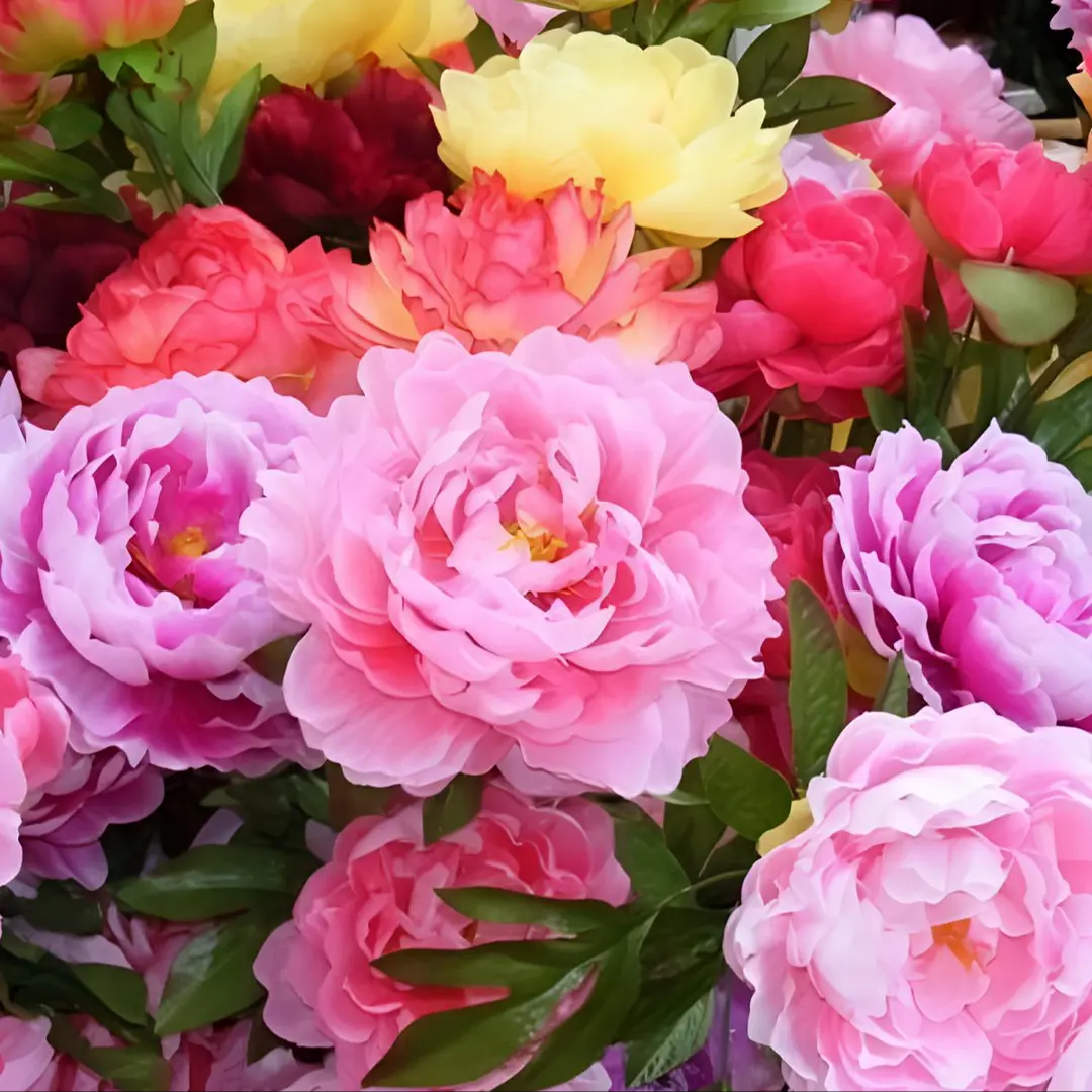 🌸 Pnoucí pivoňka, mrazuvzdorná zahradní trvalka pro vnitřní i venkovní krásu