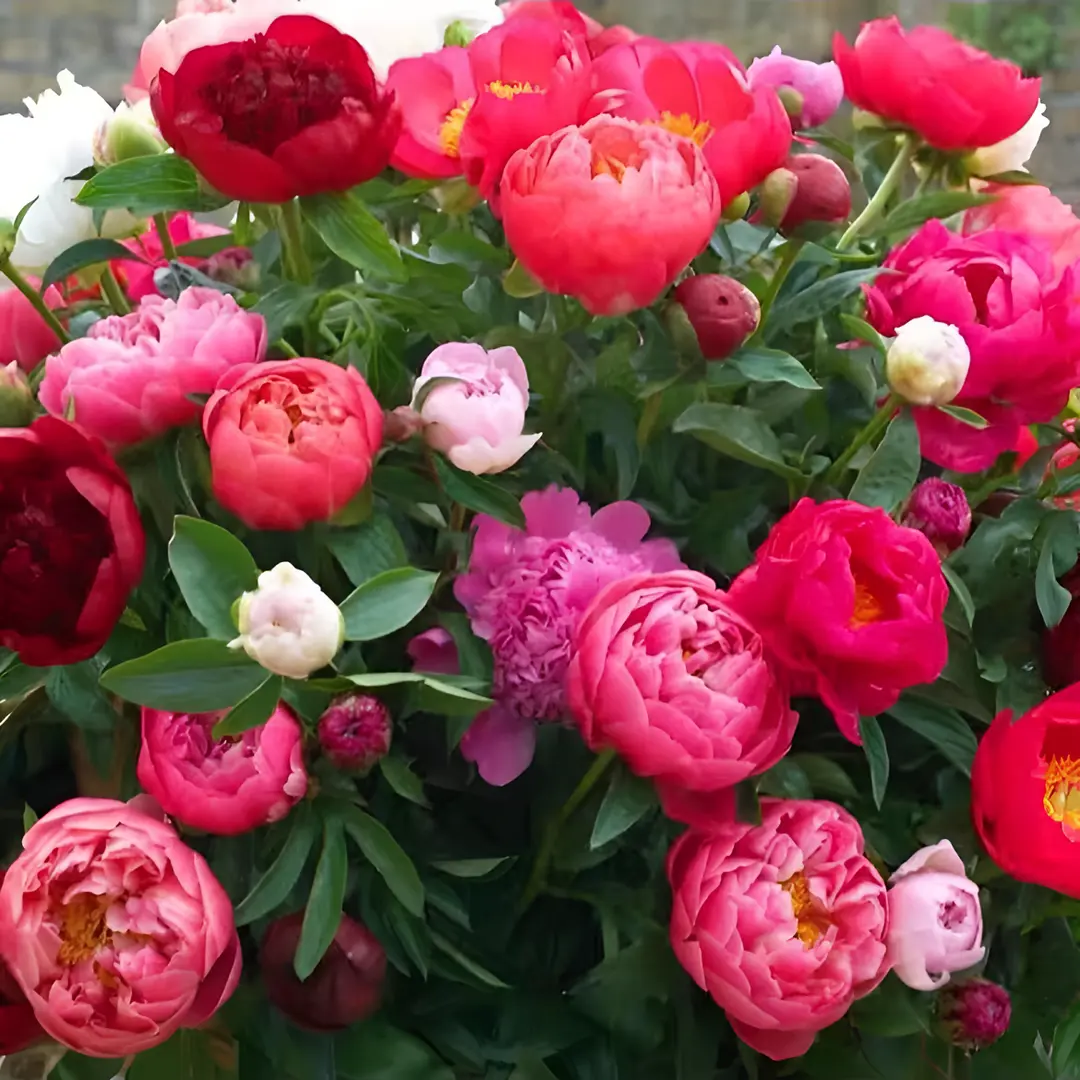 🌸 Pnoucí pivoňka, mrazuvzdorná zahradní trvalka pro vnitřní i venkovní krásu