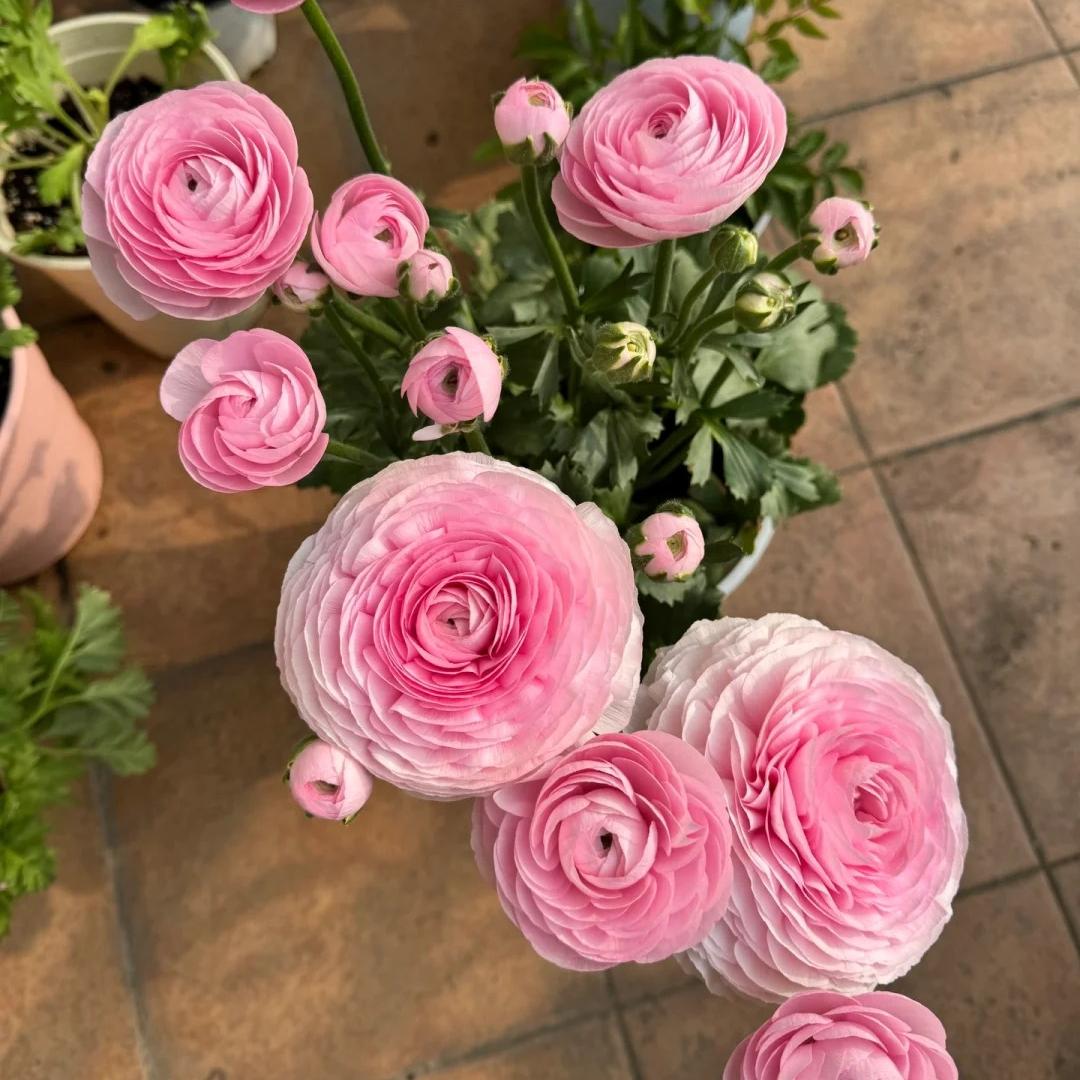 Cibule pryskyřníku – jemné, elegantní, nezapomenutelné 🌸