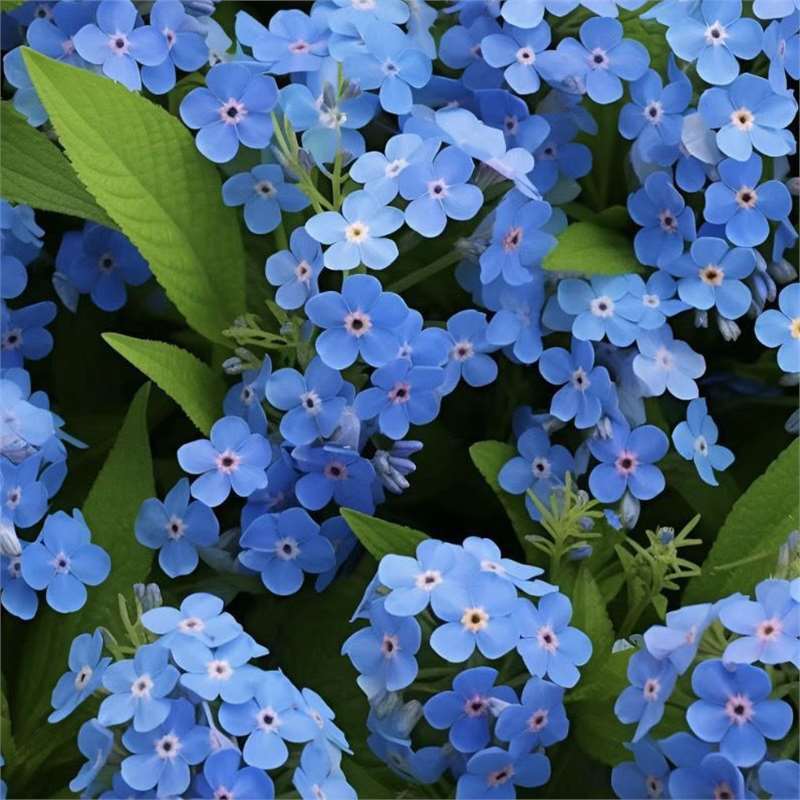 Semínka pomněnek Blue Memory – Kvalitní a testované květy do venkovské zahrady 🌿💙