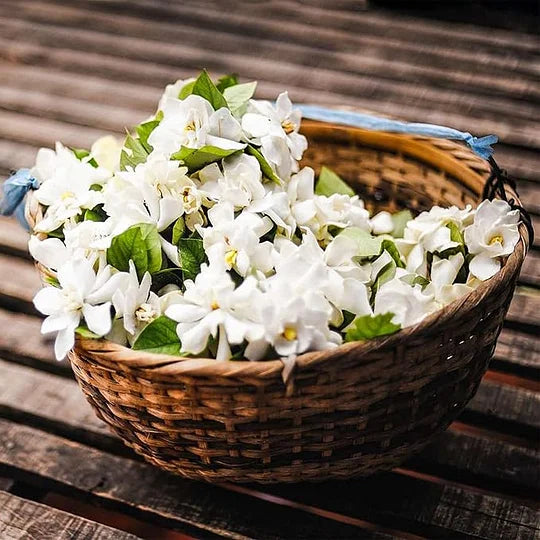 POSLEDNÍ DEN AKCE - SLEVA 49 % 🌸Krásná jasmínová rostlina v květináči (lze zasadit i v zimě)🌸