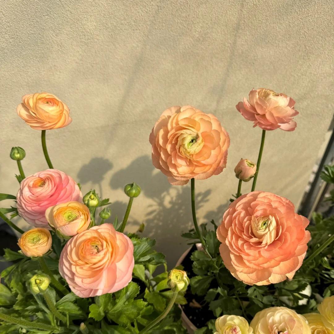 Cibule pryskyřníku – jemné, elegantní, nezapomenutelné 🌸