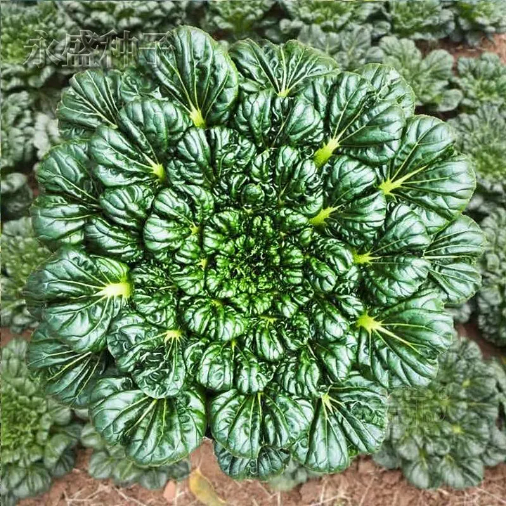 Semena Brassica Narinosa (WuTat Choy)