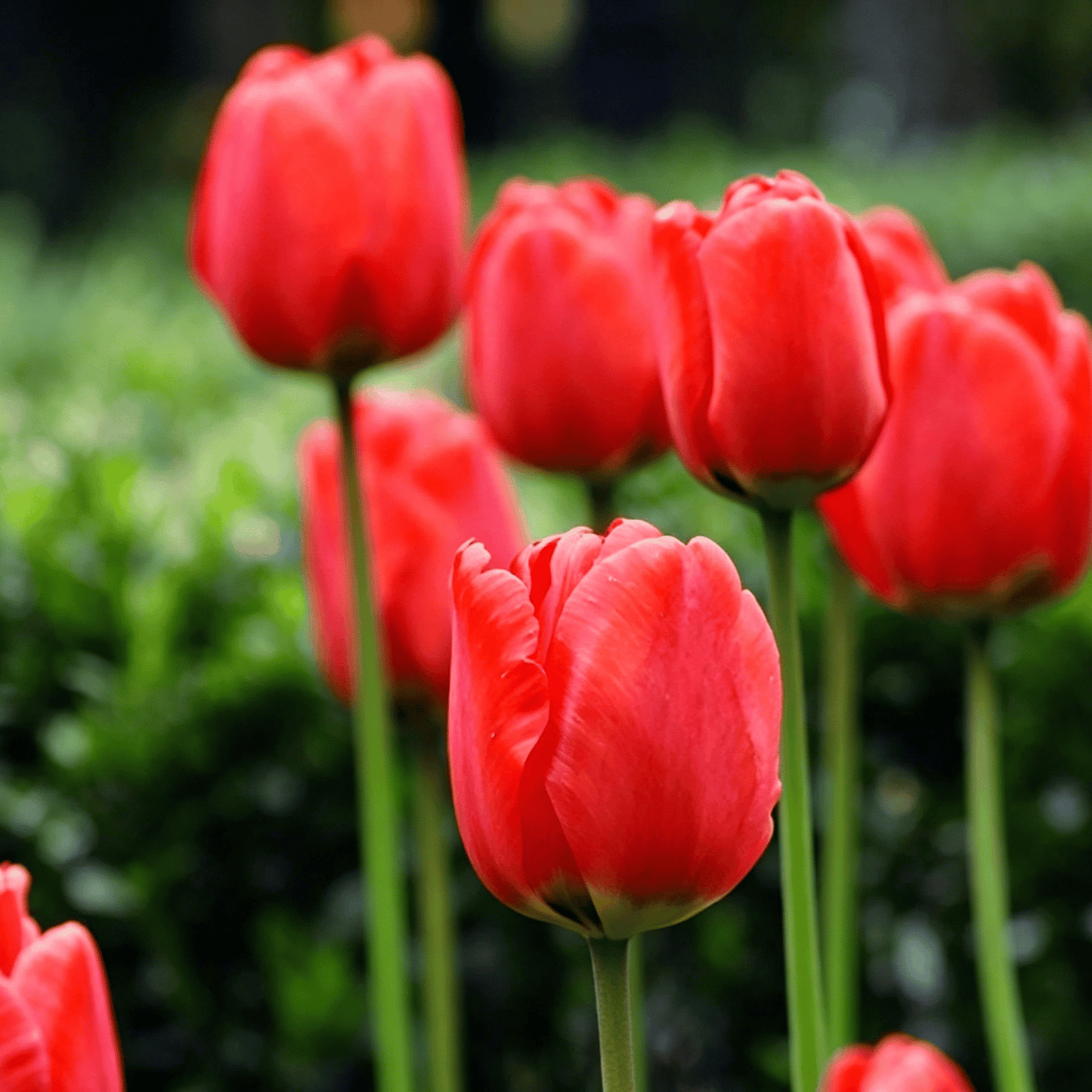 🌷Vzácná semínka tulipánů – Barevné jarní květy do květináčů, záhonů a zahrad