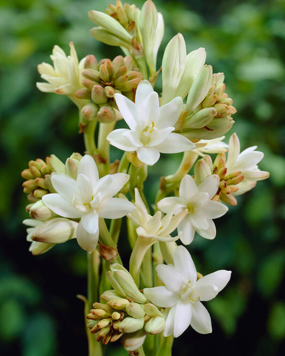 Dvojitá tuberóza 🌸 - Velký cibulovitý květ