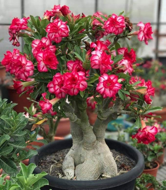 🔥Vypěstujte si Královnu pouště – nyní za sníženou cenu!🎁 😍Ráda kvete, má dlouhé období kvetení 🌵 Pouštní růže
