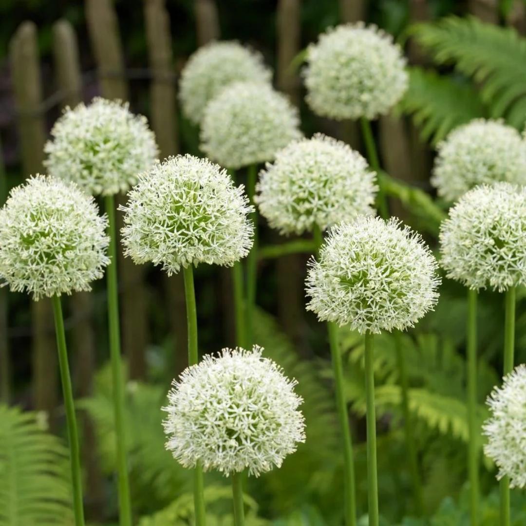 okrasný cibulový květ Allium Giganteum