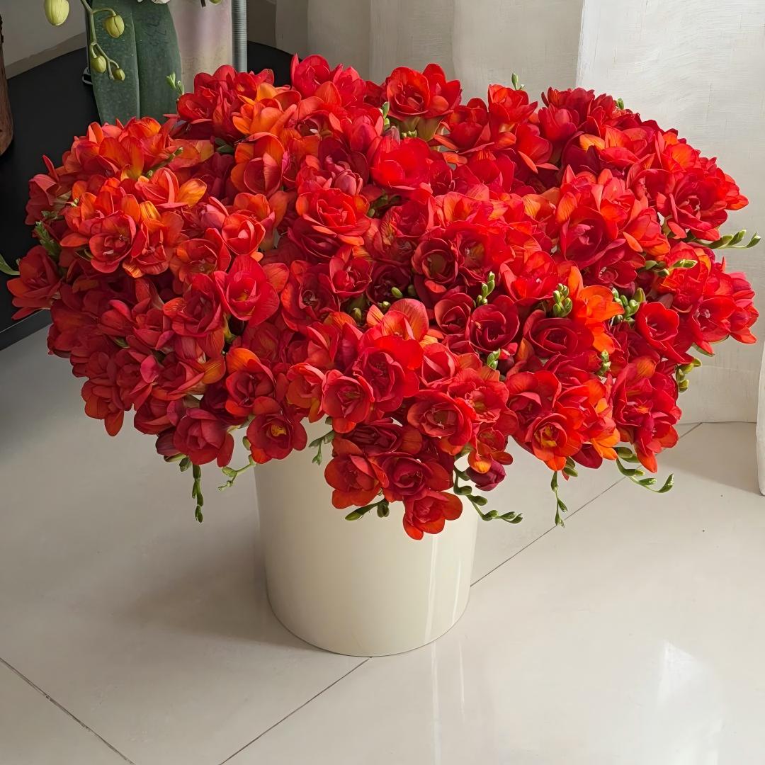 🌷Cibulky frézie - světoznámá vůně