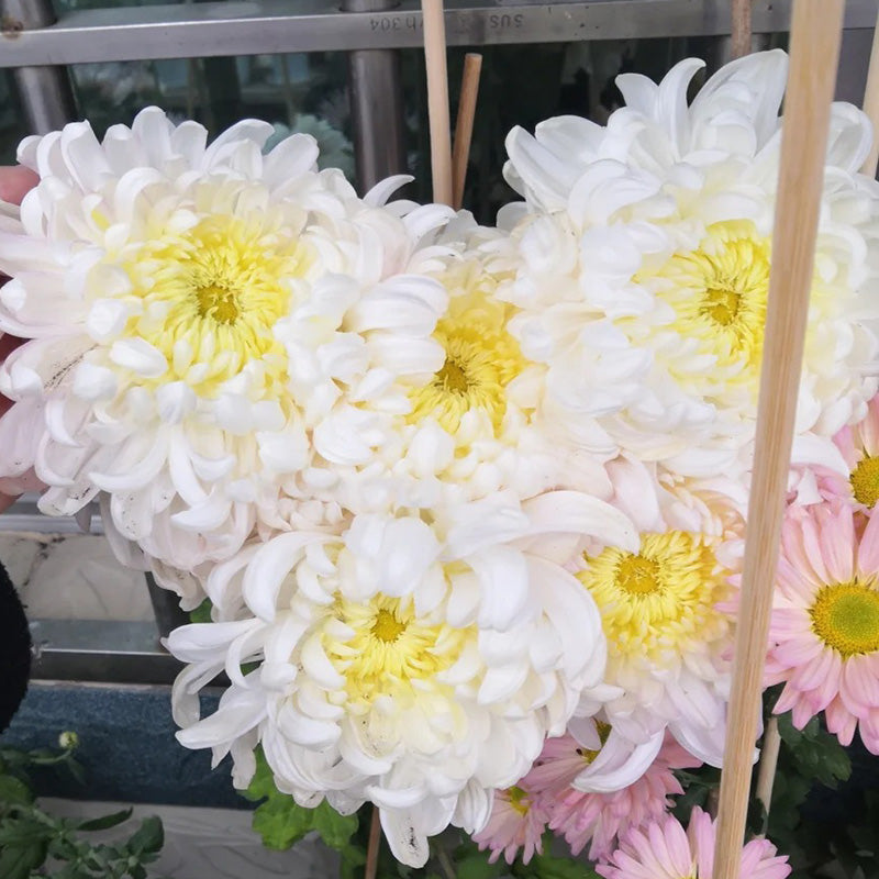 🌺Květina elegance🌼Semínka obří chryzantémy