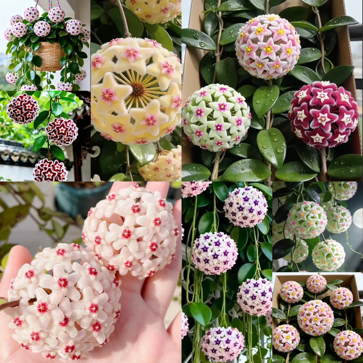 ✨Hoya Bulbs – Hvězdy padající z nebe✨
